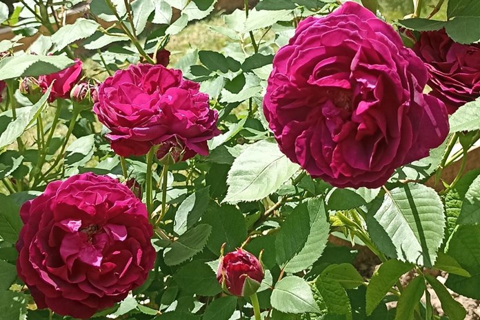 Na zámku v Nebílovech opět vykvetly stovky růží