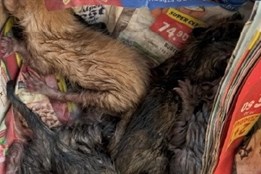 Policisté dopadli člověka, který odhodil do kontejneru v Holýšově...