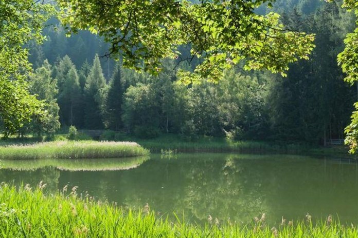 Zanedbaný pozemek proměnily v oázu života. Lesy Drmoul získaly Zelenou hvězdu