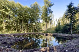 Voda se vrací do krajiny. V lázeňských lesích vznikly čtyři nové tůně