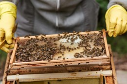 Více úlů i noví včelaři. Karlovarský kraj investuje do ochrany přírody