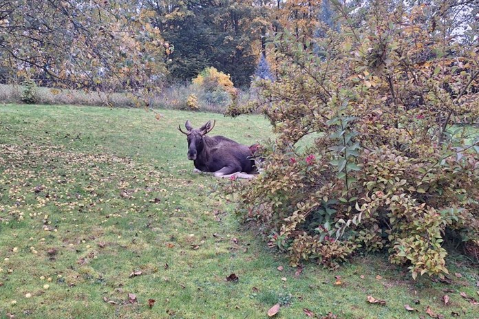 Policisté na Klatovsku zachraňovali losa Emila, uvízl na zahradě a nemohl se dostat ven