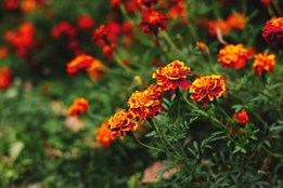 Chodov nabízí pozemky určené pro zahrádky