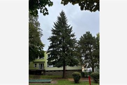 Z mateřské školy na náměstí: Douglaska rozzáří Karlovy Vary