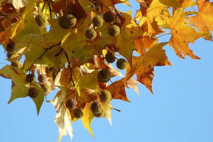 Karlovy Vary si připomenou 17. listopad pietním aktem v parku Anny Politkovské