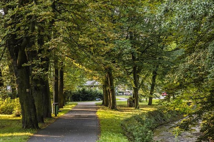 Sokolovsko chrání své přírodní klenoty. Letos přibyde nový památný dub