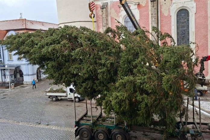 Na Domažlickém náměstí už stojí vánoční strom, rozsvítí se tuto sobotu