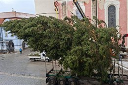 Na Domažlickém náměstí už stojí vánoční strom, rozsvítí se tuto sobotu