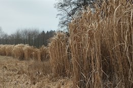 Pozor na „obří rákos“: Ozdobnice zplaňuje do české přírody a...