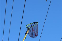 Drama nad hlavami. Na Plzeňsku zachraňovali sýkoru z pasti na...