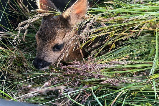Staňte se zachráncem srnčat! Chebský spolek zve na ukázku dronu a plánování záchranné akce