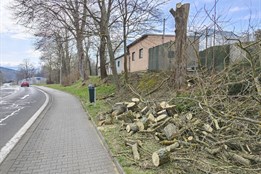 Město Domažlice mění svou tvář: Staré stromy nahrazují odolnější...