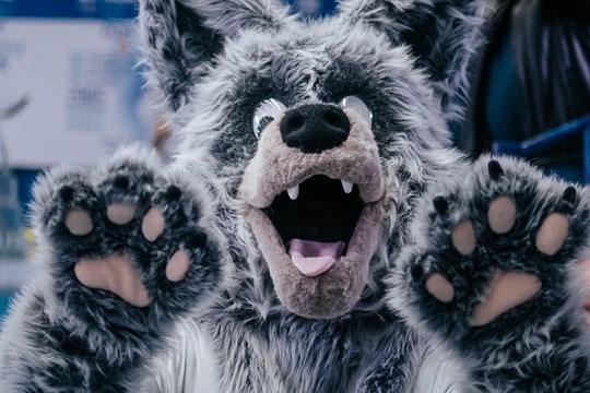 Univerzitní derby v Plzni: Souboj rivalů okořenil šumavský vlk