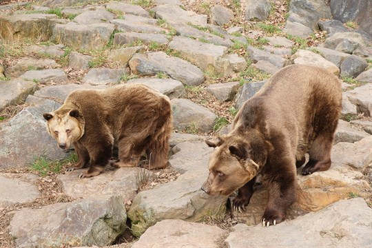Budíček! Večerníčkoví medvědi v plzeňské zoo už prohánějí tlapy v lesním výběhu