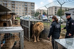 Konec lvů u rokycanského sídliště. Úřady po letech sporů zabavily nelegálně chované šelmy 