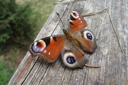 Šumava hýří barvami: Víte, kteří motýli se jako první probouzejí ze zimního spánku?