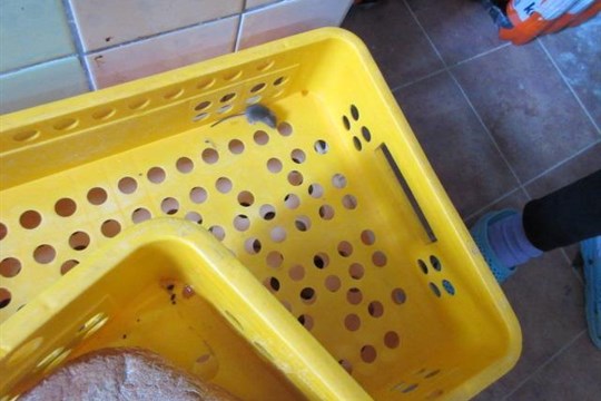 Inspekce uzavřela prodejnu v Nepomuku, mezi potravinami běhaly myši