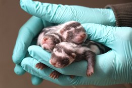 Plzeňská zoo hlásí unikát: V pavilonu Noční Afriky odchovali první...