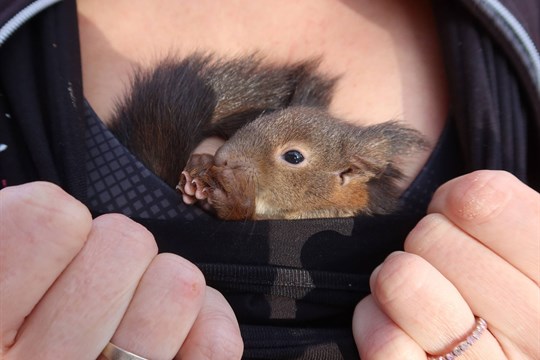Pitva, veverky i zamotaná labuť: Záchranná stanice živočichů v Plzni má za sebou akční Velikonoce