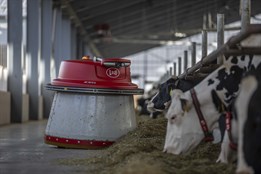 Robotické dojení mění pravidla hry: méně nemocí, zdravější krávy a kvalitnější mléko v českých chovech