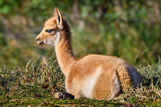 Zlínská zoo po 13 letech odchovala lamy vikuně
