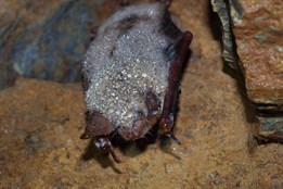 Jak se vrací netopýři do přírody? Přijďte se podívat ke Kamennému...