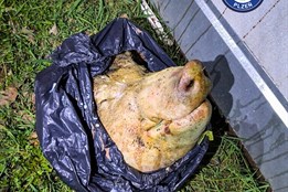 Horor na Slovanech. Místo nákupu našli u obchodního centra prasečí hlavu